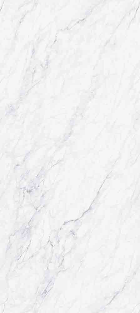 意大利細(xì)紋白-TWX613910